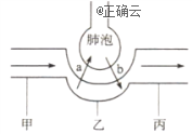 下图为肺泡与血液间气体交换示意图,其中甲,乙,丙分别