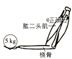 如图是人用手托住物体时手臂的示意图,当人手托5 kg的物体保持平衡时