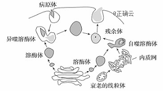 溶酶体的作用存在胞吞和自噬两种途径,下图表示吞噬细胞内溶酶体的